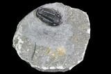 Detailed Gerastos Trilobite Fossil - Morocco #108482-1